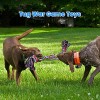 Heavy-Duty Rope Dog Toys for Large & Medium Chewers - 2 Pack, Tug of War, Teeth Cleaning, 100% Cotton - Image 2