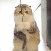 Kalimdor Interactive Cat Feather Toys,Retractable Teaser Toy ，Hanging Interactive Toys for Indoor Cats Kitten Play Chase Exercise, Kitten Mental Exercise Toys (1 Pack) - Image 7
